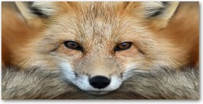 Fotó-kép fotó edzett üveg Róka 140x70