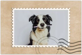 Poszterek 90x60 Collie fogkefével