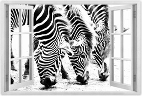 Poszterek 60x40 Zebra csíkos