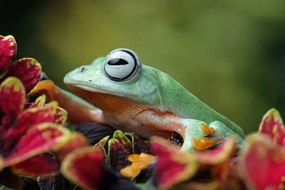 Fotográfia Flying frog sitting on leaves, agus fitriyanto