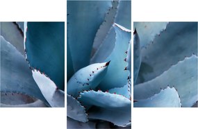 Kép - Agave (90x60 cm)