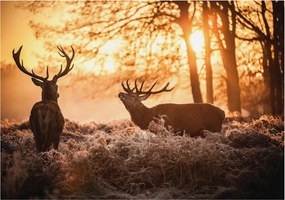 Fali fotótapéta előszoba konyhába Szarvasok a reggelben 312x219 Ragasztó