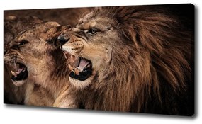 Vászonkép Ordító oroszlánok oc-49442251