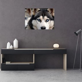 Husky kutya kép (70x50 cm)