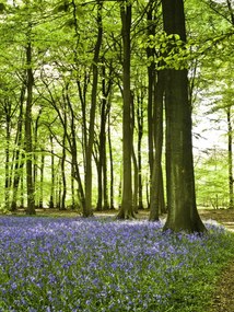 Poszter 30x40cm Tavaszi kékek az erdő alját borítják, Assaf Frank