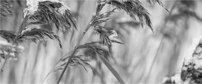 Kép - Lipnica, fekete-fehér (120x50 cm)
