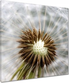 Vászonkép 60x60 Pitypang Virág Virágok