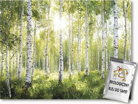 Fotótapéta Flizelina Tájkép Természet Erdő Fák Nyírfa Nap 104x70,5 ragasztó