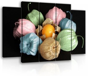 Vászonkép, 5 darabos Lampionvirág színesben 150x100 cm méretben