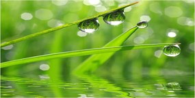 Fotó üvegkép Cseppek a fűben 140x70