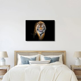 Kép - Tigris (70x50 cm)