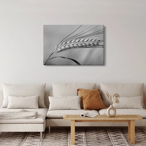 Kép - Búza, fekete-fehér (90x60 cm)