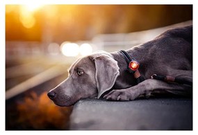 LED fény nyakörvre Amber - Orbiloc