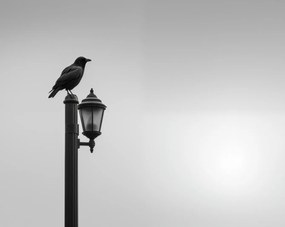 Poszter 76x60,5cm Magányos Holló