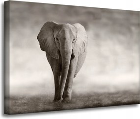 Vászonkép Fekete-fehér Elefánt Pózoló Afrika 70x50 cm