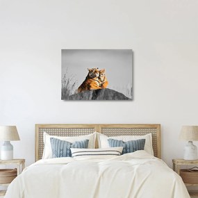 Kép - Tigris és a kölyke, fekete-fehér változat (üvegen) (70x50 cm)