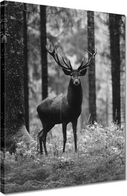 Vászonkép 30x40 Szarvas az erdőben B&amp;w