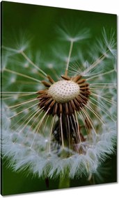 Vászonkép 70x100 Pitypang Virág Virágok