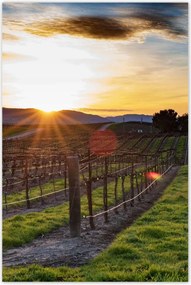 Poszterek 80x120 Szőlőbirtok Tájkép