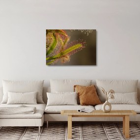A növény képe (üvegen) (70x50 cm)