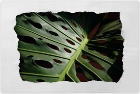 Poszterek 90x60 Mosnter levelek lyukas