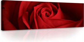 Vászonkép falikép rózsa piros fekete 145 x 45