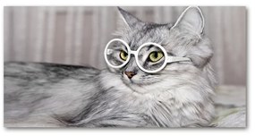 Akrilkép Cat szemüveg oah-115959381