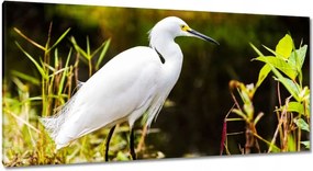 Vászonkép 115x55 Kalapos madár Tájkép Kilátás