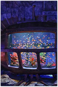 Poszterek 60x90 A halak víz alatti világa