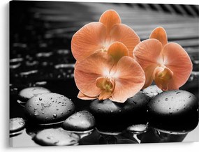 Kép - Narancssárga orchideák (70x50 cm)