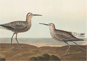 Fotótapéta Flizelin Dekoratív tapéta Madár sziluettek 312x219 Ragasztó