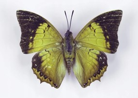 Poszter 42x29,7cm Pillangó fehér alapon 7, Assaf Frank