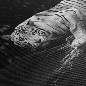 Kép - albínó tigris, fekete-fehér (70x50 cm)