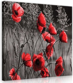Vászonkép 40x40 Pipacsok piros fekete-fehér háttér kontraszt virágok természet mező