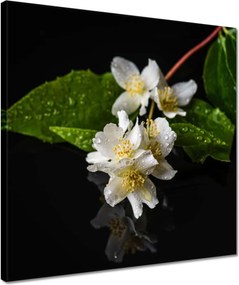 Vászonkép 40x40 Fehér jázmin virág