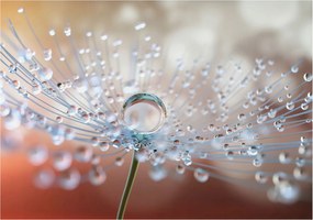 Fotótapéta Falra az előszoba konyhájába Csepp a pitypangon 312x219 Ragasztó