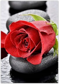 Poszterek A2 Pion Vörös rózsa Neki