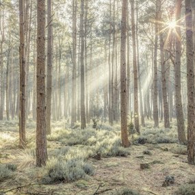 Poszter 30x30cm Ködös erdő napsugarakkal, Assaf Frank