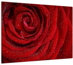 Kép - részlet a rózsáról (70x50 cm)