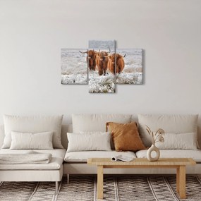 Kép - Skót tehenek (90x60 cm)