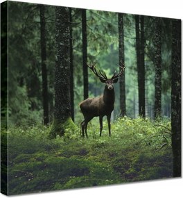 Vászonkép 60x60 Szarvas az erdő közepén