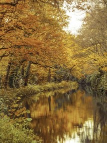 Poszter 60x80cm Csatorna az erdőn át 2, Assaf Frank