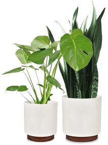 Fox & Fern Enspijk, virágcserepek, 2 részes készlet, 2 méretben, diófa, Polystone, kézzel készített