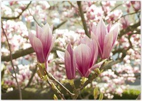 Poszterek 70x50 MagnĂłlia