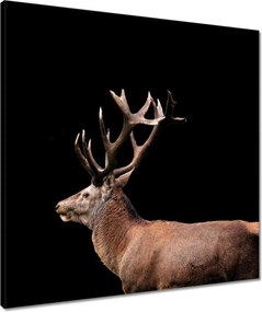 Vászonkép 60x60 Szarvas szarvakkal