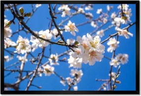 Poszter keretben 60x40 Almafa virág