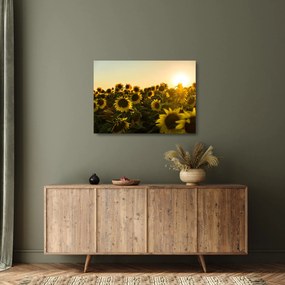 A napraforgó mező képe (üvegen) (70x50 cm)