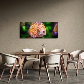 Egy hal képe (120x50 cm)