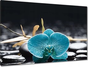 Vászonkép 120x80 Türkiz orchidea Virág