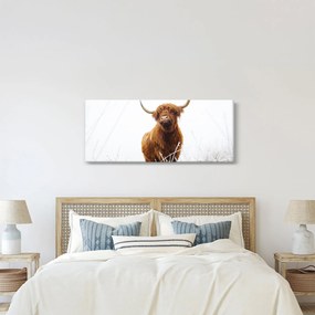 Kép - Skót tehén (120x50 cm)